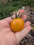 Organic tomato seeds Australia