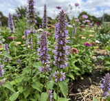 Korean mint seeds Australia