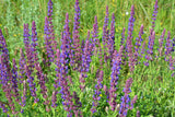 Meadow Sage