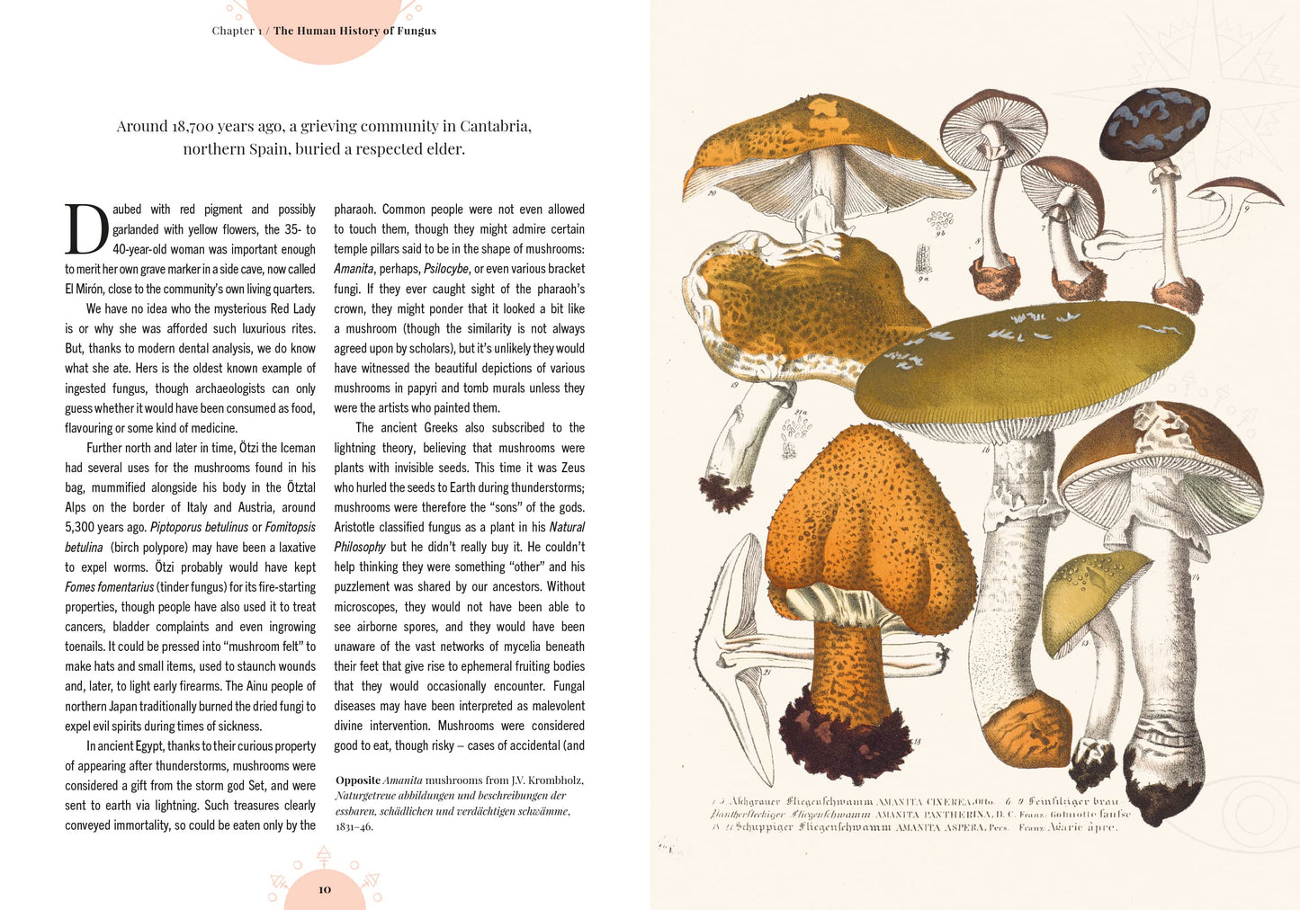 The Magic of Mushrooms (Kew Gardens) Fungi in folklore, science and the occult