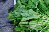Mustard Gai choi