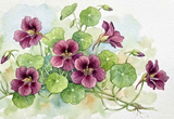 Nasturtium ‘Purple Emperor’ (Tropaeolum majus) watercolour