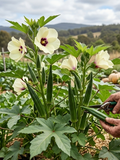 Okra seeds