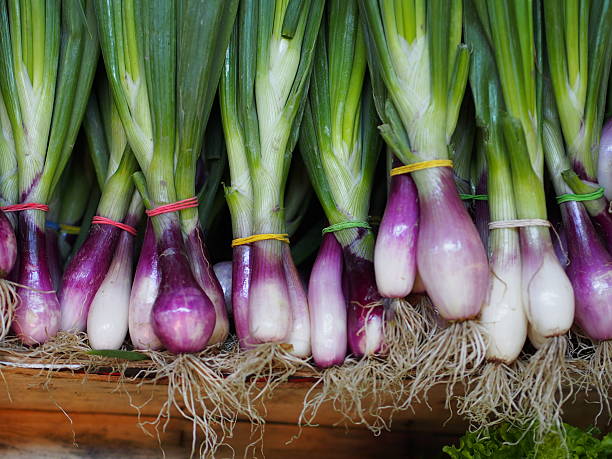Onion Bunching red beard