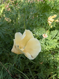 Californian Poppy Alba