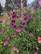 Mixed Sweet Pea Flower Seeds