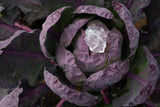 Purple brussel sprout 'Red ball' Seeds