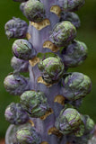Purple brussel sprout 'Red ball' Seeds