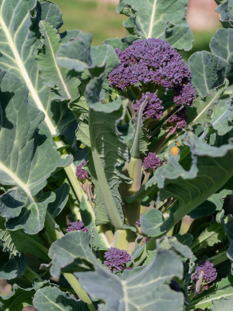 Purple sprouting broccoli seeds tasmania