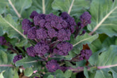 Purple Sprouting broccoli