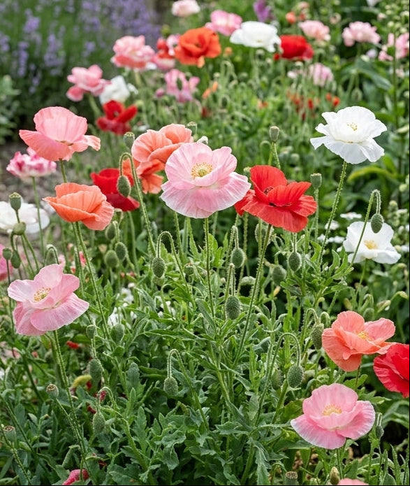 Shirley poppy flower seeds Australia