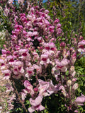Lucky lips Snapdragon seeds Australia