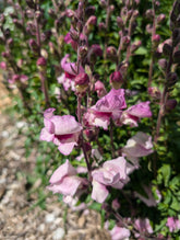 Snapdragon lucky lips