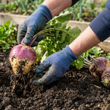 Person harvesting swedes - Seeds Australia
