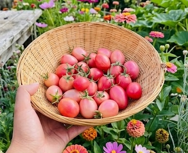 Thai pink egg tomato seeds