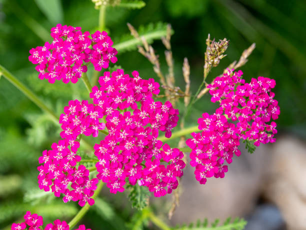 Yarrow Cerise queen