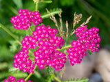 Yarrow Cerise queen