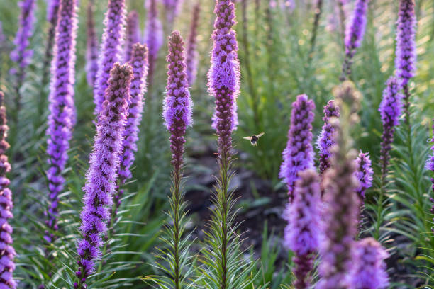 Dense Blazing star seeds