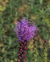 Dense Blazing star seeds