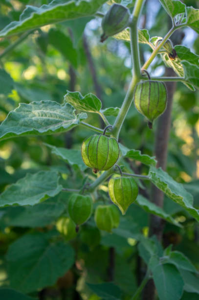 Cape gooseberry golden nugget