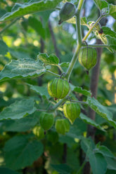 Cape gooseberry golden nugget