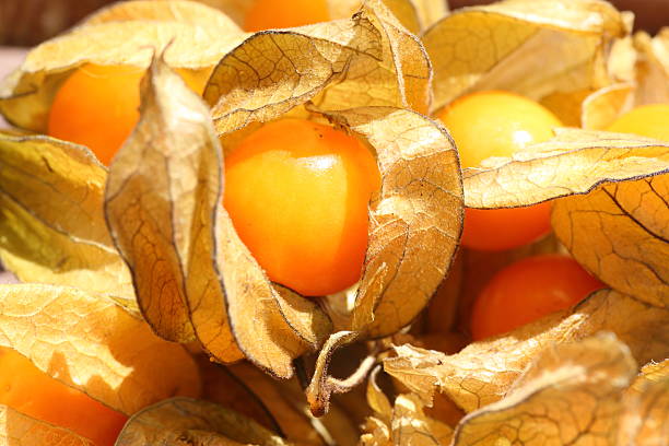 Cape gooseberry golden nugget