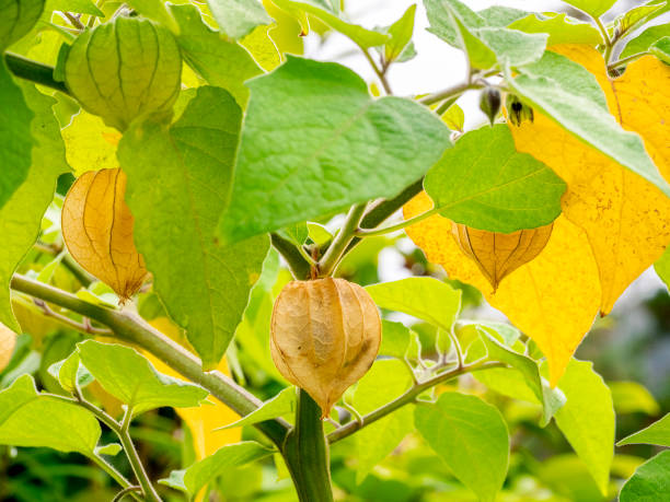 Cape gooseberry golden nugget