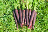 Carrot cosmic purple