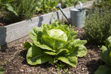 Lettuce ‘Great Lakes’ Seeds