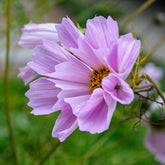 Cosmos Seashells mixed seeds
