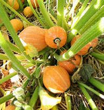Golden Nugget Pumpkin