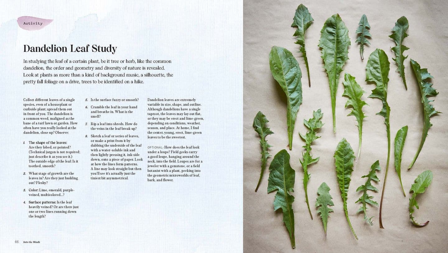 Into the Weeds Tama Matsuoka Wong How to Garden Like a Forager