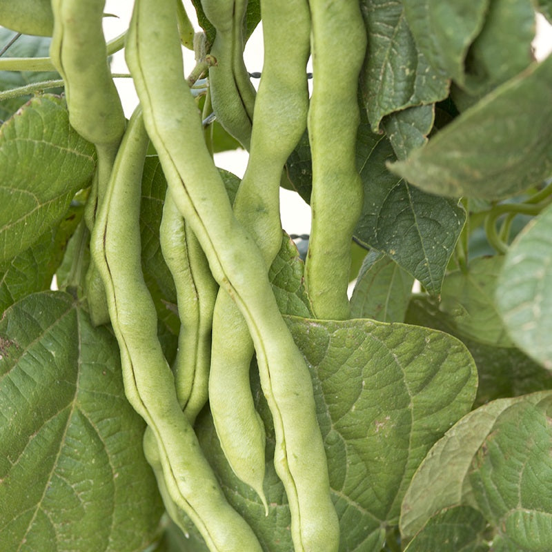 Lazy housewife bean seeds