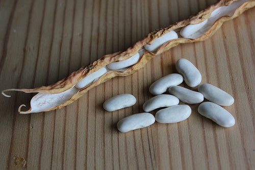 Lazy housewife bean seeds