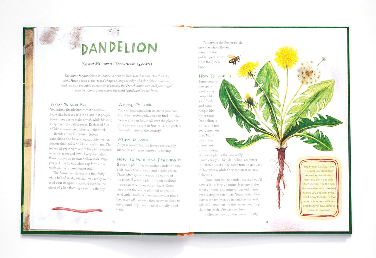 Let's Eat Weeds!: a kids' guide to foraging
