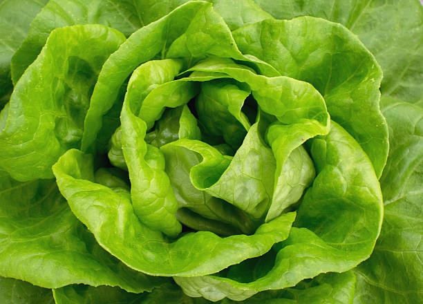 Lettuce Buttercrunch