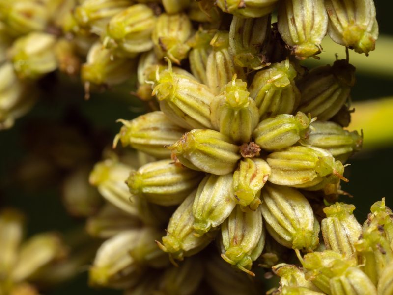 Lovage Seeds
