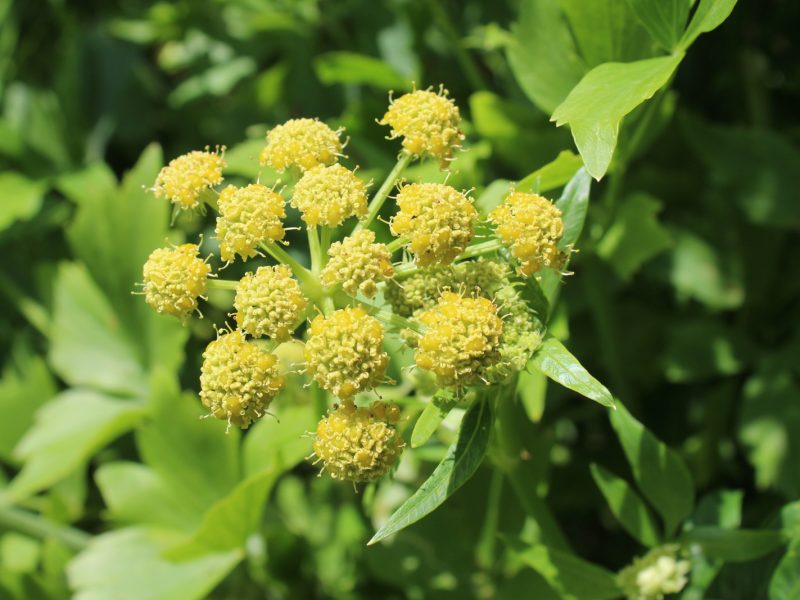 Lovage Seeds