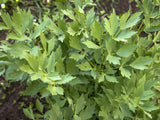 Lovage in the garden