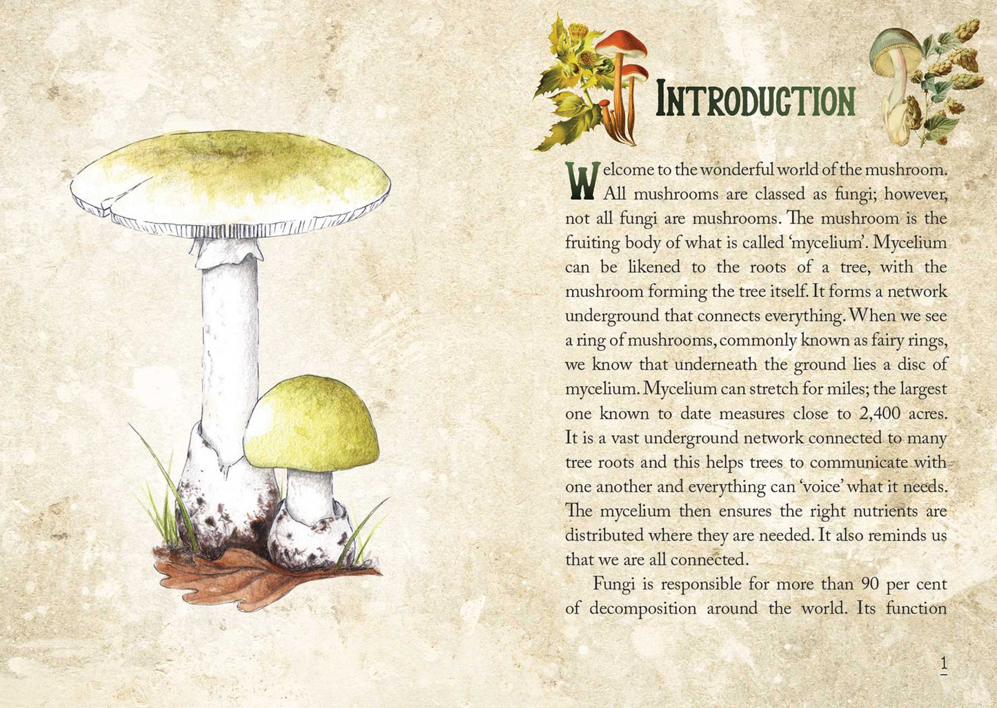 Mushroom Spirit Oracle - (36 Gilded Cards and 112-Page Full-Color Guidebook) By Nicola McIntosh