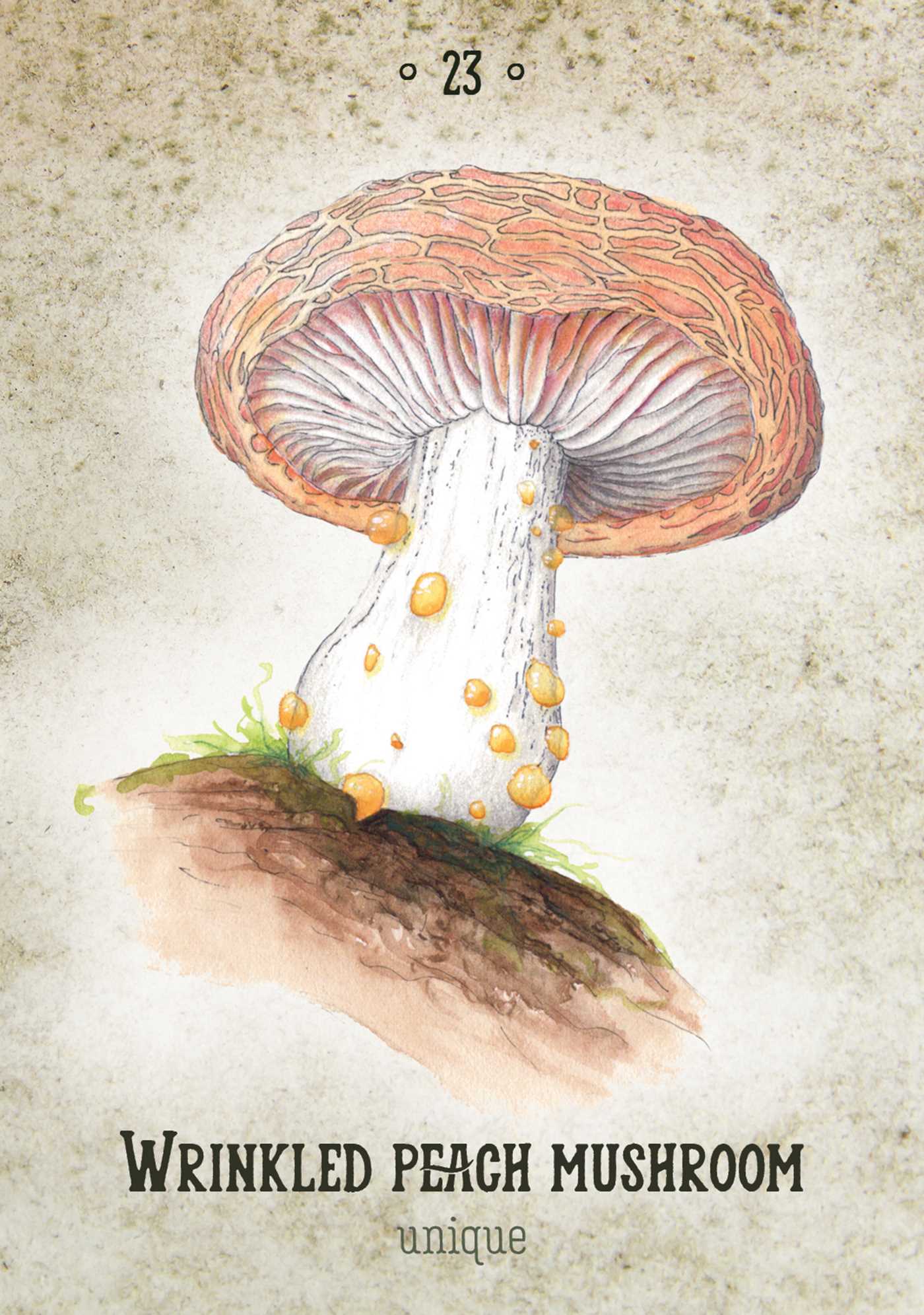 Mushroom Spirit Oracle - (36 Gilded Cards and 112-Page Full-Color Guidebook) By Nicola McIntosh