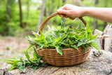 Stinging Nettle
