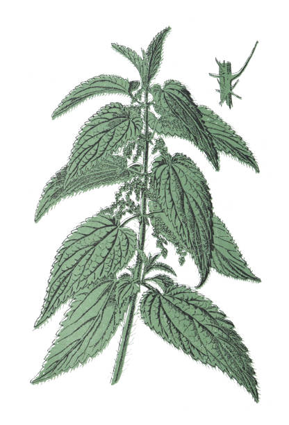Stinging Nettle
