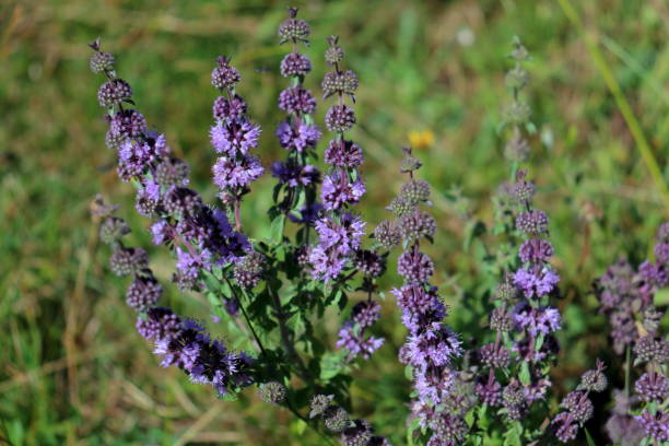 Pennyroyal Seeds