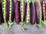 Purple Podded pea seeds
