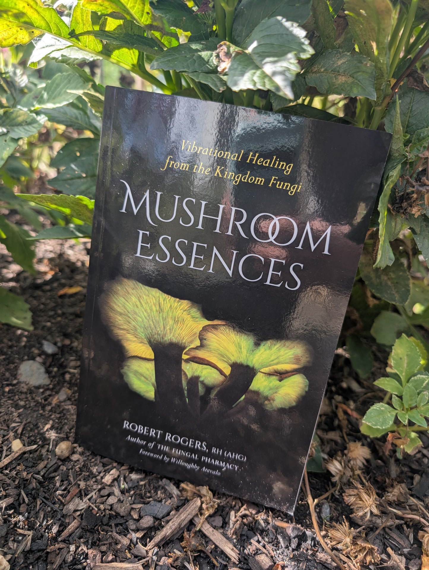 Mushroom Essences Vibrational Healing from the Kingdom Fungi By: Robert Dale Rogers