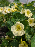 Nasturtium Milkmaid