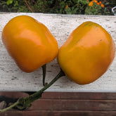 Rocoto manzano orange chilli seeds