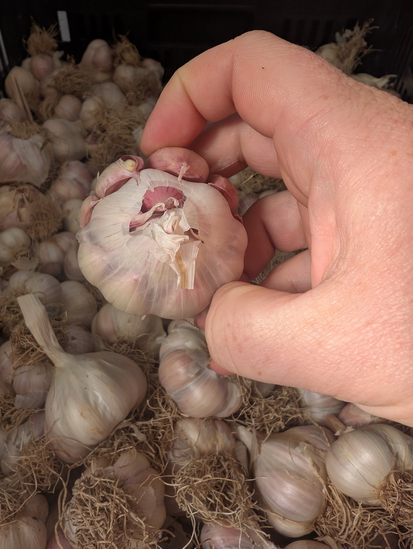 Organic Garlic bulb boxes