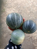 Rockmelon Petit gris de melo